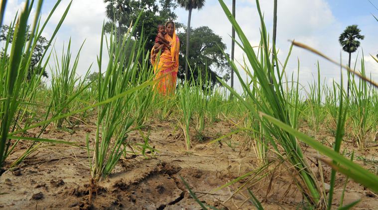 Farmer agitation, Farm loan waivers, Agricultural sector, Women farmers, Unorganised sector, Minimum support price, Indian Express