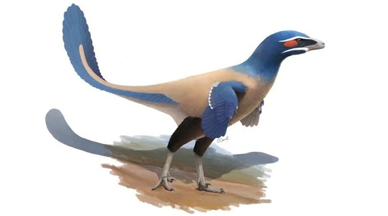 new bird-like species of dinosaur, dinosaurs, new species of dinosaur, new species of dinosaur discovered, Paleontology, Paleontologists, science, science news