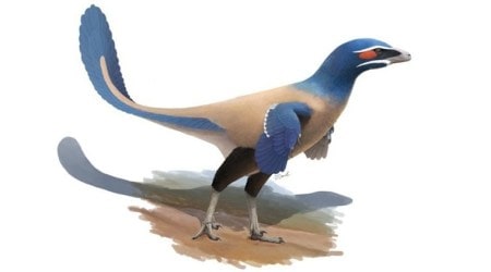 New bird-like species of dinosaur identified
