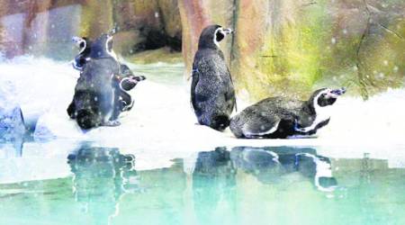 Mumbai: BJP leader seeks SIT probe into purchase of penguins by BMC for Byculla Zoo