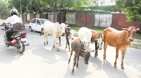 State legislatures have ‘exclusive’ powers to enact laws on cattle protection: Govt