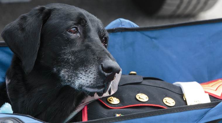 US Marine dog, Cena, Cena euthanasia, Marine dog cancer