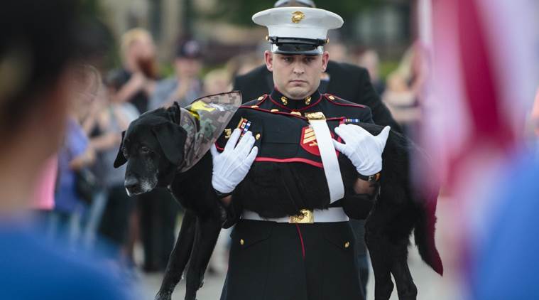 US Marine dog, Cena, Cena euthanasia, Marine dog cancer