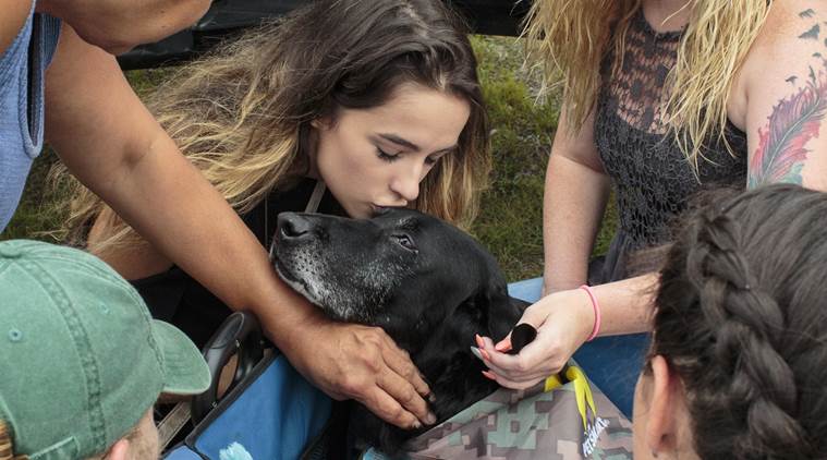 US Marine dog, Cena, Cena euthanasia, Marine dog cancer