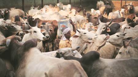 Mentally unwell man beaten up in Jharkhand over suspected cow theft bid