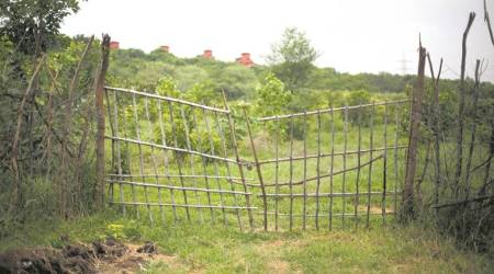 Hardlook: If a tree falls