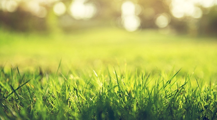 Grass