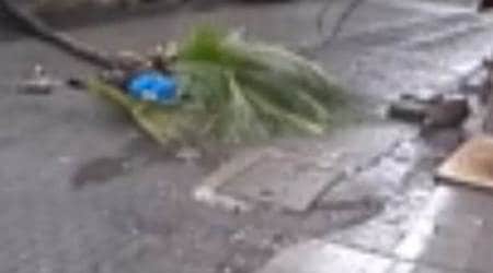 VIDEO: Tree falls on former TV anchor, kills her in Mumbai
