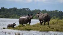 Kaziranga National Park, Rhinos, Rhinos flood, Kaziranga Rhinos, assam floods, assam monsoon, assam flood deaths, guwahati floods, assam news