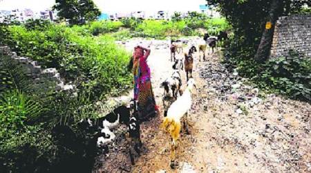 Delhi: Raped, minor girls played dead to live