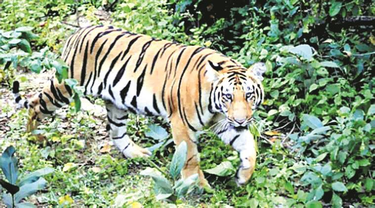 Uttarakhand tiger population, tiger population, Harish Rawat, India tiger population, Karnataka tiger population, Indian Wildlife Institute, World Wildlife Fund