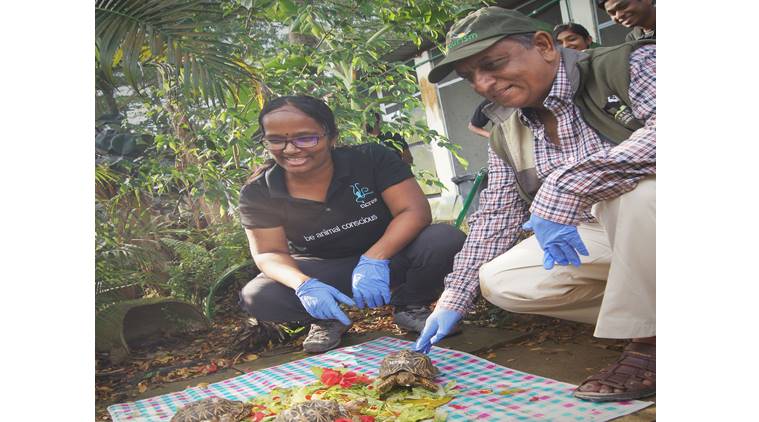 indian star tortoises, indian star tortoises smuggled, tortoise smuggling, wildlife smuggling, singapore, Karnataka Forest Department, Wildlife SOS
