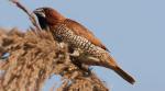 Down in jungleland: Birds outside my window