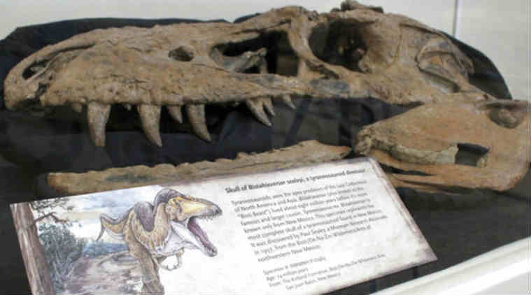 Dinosaur, T.Rex,x-rays, fossilised skull, paleontology, tyrannosaur, Bisti Beast, University of New Mexico, University of Edinburgh, Los Alamos National Laboratory, New Mexico Museum of Natural History and Science