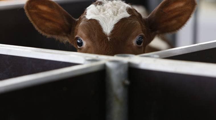 bhind, bhind woman calf, bhind cow, madhya pradesh news, calf death bhind, woman bhind, bhind news