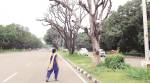 Cutting Dead Trees: Is permission needed even during emergencies, High Court asks administration