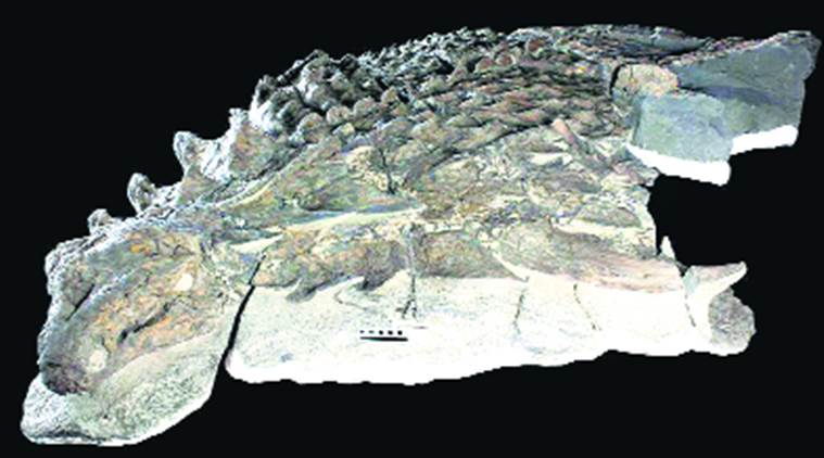 Royal Tyrrell Museum of Palaeontology, dinosaur, dinosaur fossil, Borealopelta markmitchelli