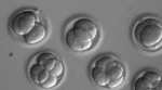Kashmiri doctor helps gene editing of human embryos