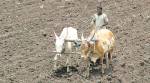 Crops face moisture stress, spectre of drought looms large