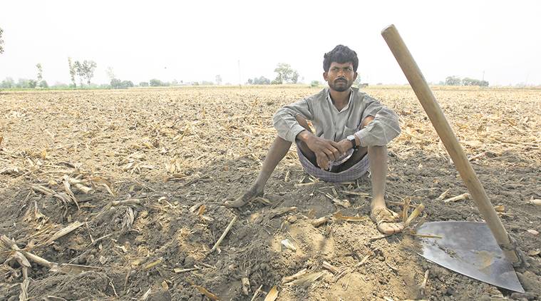farmer suicide, no rain, no monsoon, dry monsoon, farmer rain, agriculture ministry, met department, maharashtra drought, waterless maharashtra, indian express news, india news