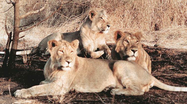 gir lions, madhya pradesh, gujarat, lion sanctuary, wildlife institute of india, india express