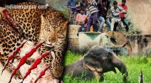 wildlife attack, Animal attack, tiger attack, leopard attack, India tiger, tiger, elephant, elephant attack,