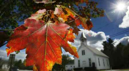 New method converts tree leaves into electronic devices