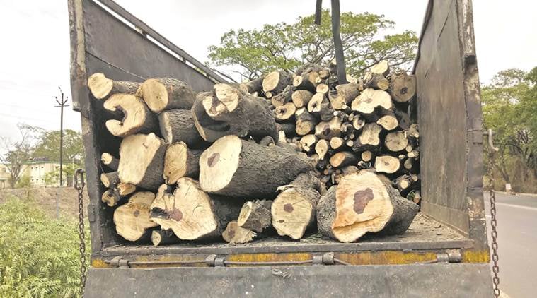 tree fellin, deforestation, NH 4, National Green Tribunal, Highways, Indian express, India news, Pune news