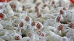 China based chicken breeder Guangdong Wen overhauls poultry business after bird flu toll