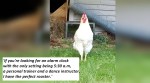 This woman’s ‘adoption post’ for her rooster is the funniest thing you’ll read today