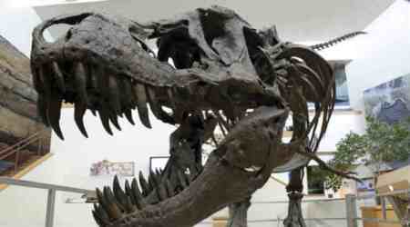 Neutron beams, X-rays reveal more about T. rex relative