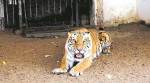 Wildlife: Sayajibaug tigress sent to Surat for mating