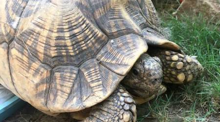 97 smuggled Indian star tortoises to fly back from Singapore to India
