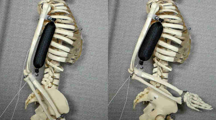 Synthetic soft muscle, 3D-printed muscle, Columbia University, artificial active tissue, intrinsic expansion ability, lifelike robots, environmentally-safe materials, silicone rubber matrix, robotic applications, high stress muscle, high strain muscle