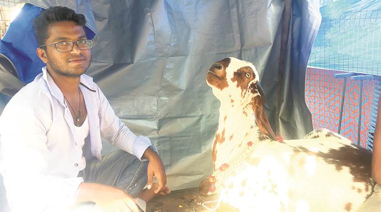 Mumbai, mumbai eid, allah wala bakra, goat, meat seller, mumbai news, indian express news