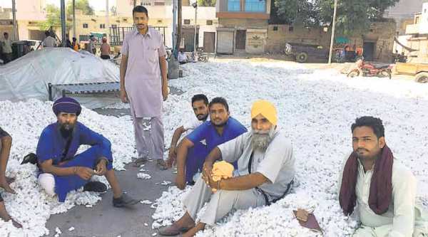 Punjab, Punjab cotton farming, cotton farming, cotton farming in Punjab, cotton price, Indian express