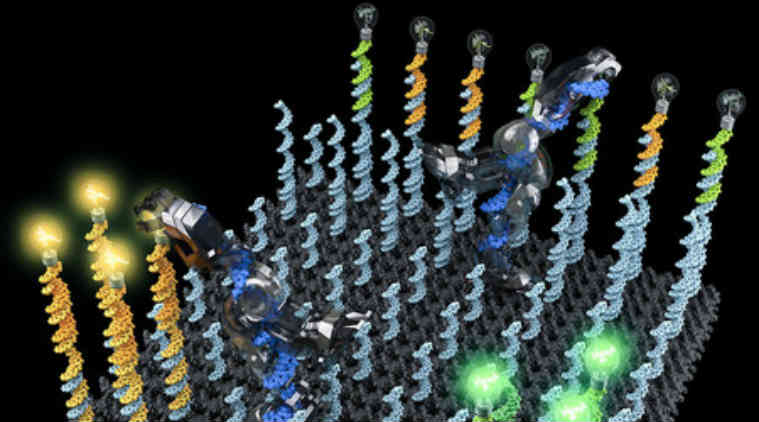 Nanorobot, DNA strand, California institute of Technology, Caltech nanorobot, novel therapeutic chemicals, drug delivery systems, nucleotides, cargo transportation, molecular robot, artificial molecular factory