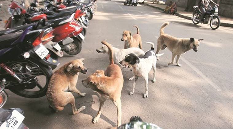 animal census, animal tracking, animal census maharashtra, animal geo-tagged, animals aadhaar, animals count, indian express news