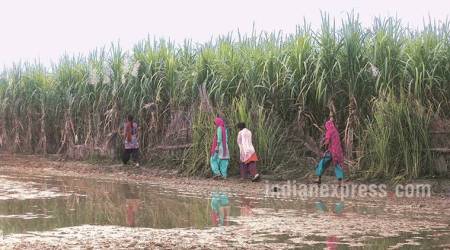 Down the Ganga: A look at govt’s open defecation free initiative along the river