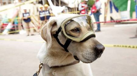 Meet Frida the Labrador who has been saving lives in disasters across the world