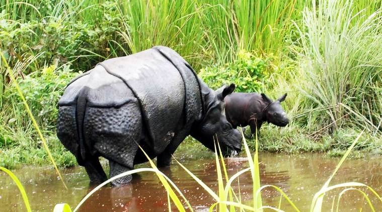 manas national park, rehabilitated rhinos, rhino calf, kaziranga national park, Indian Rhino Vision 2020 programme, Wildlife Trust of India, International Fund for Animal Welfare