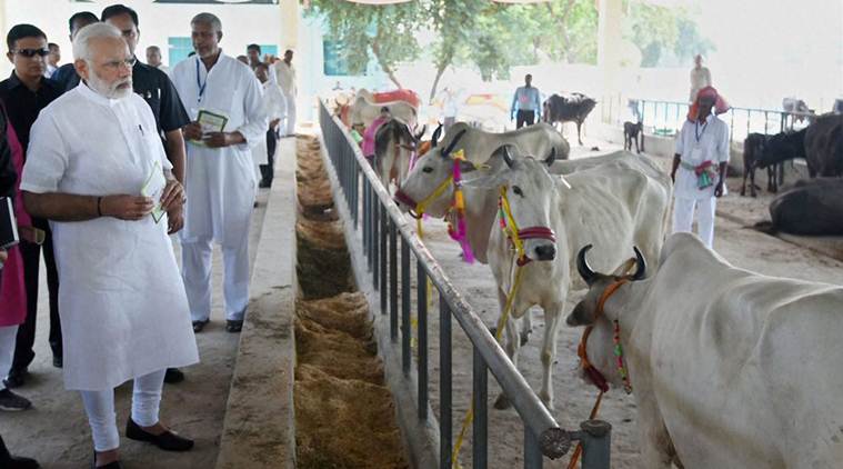 narendra modi, live calf surgery, pm modi, modi news, pashudhan mela, india news, indian express news