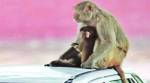 Congress, BJP promise to put monkeys out of business in Himachal Pradesh
