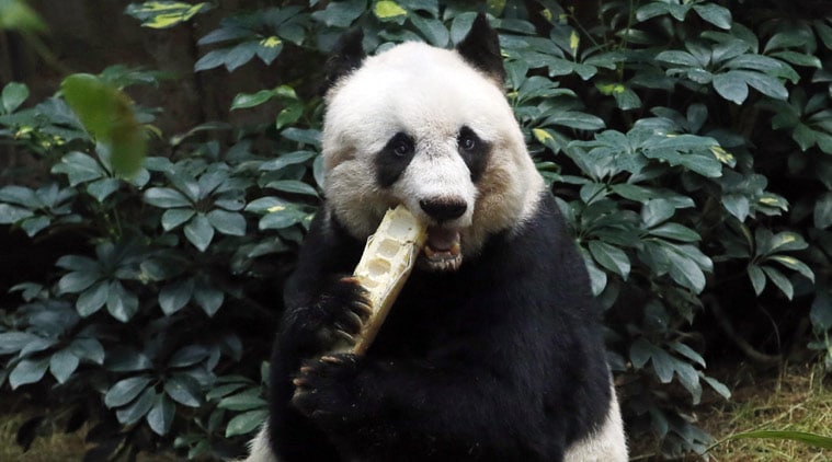 oldest panda, oldest panda dies, oldest panda death, oldest panda basi, oldest panda basi china, indian express news