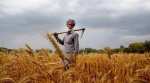 Government tweaks RKVY scheme to make farming remunerative 