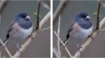 AI system can help sharpen images to create HD resolution copies