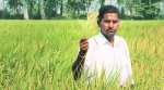 No government relief to farmers who burnt pest-infected paddy crop in Odhisha