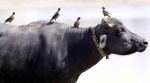 Sharp spike in buffalo meat export via south ports raises beef question