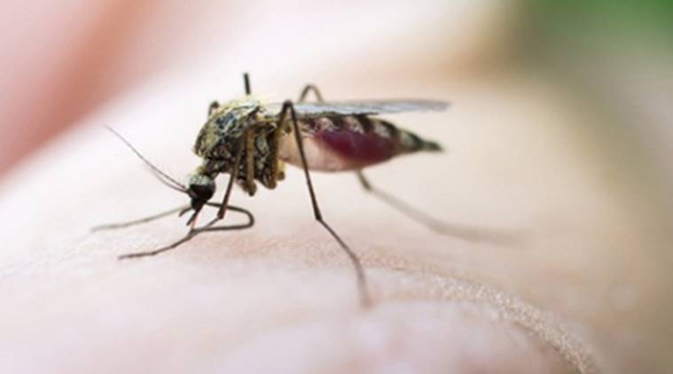 Mumbai Dengue Cases, Mumbai Malaria, Dengue, Malaria, Dengue Cases Mumbai, Mumbai News, Latest Mumbai News, Indian Express, Indian Express News