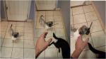 VIDEO: Little puppy scares owners with a KNIFE in its MOUTH!